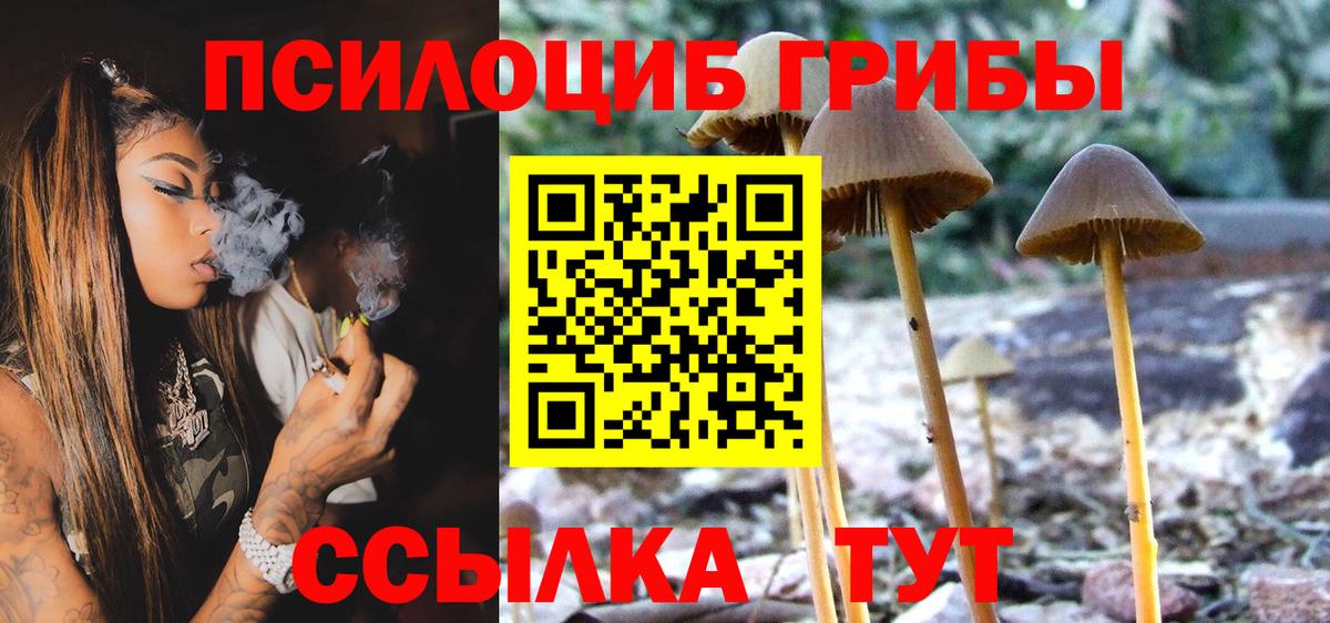 купить закладку  Вход с VPN  Тосно  Псилоцибиновые грибы мицелий 
